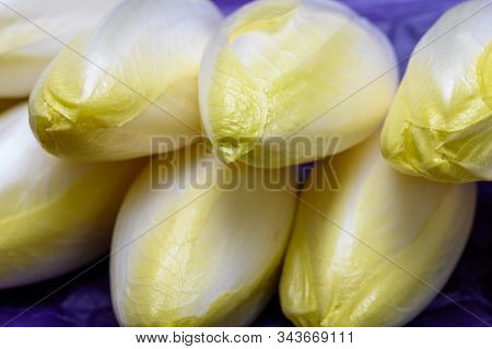 Fresh White Belgian Endive Or Chicory Heads