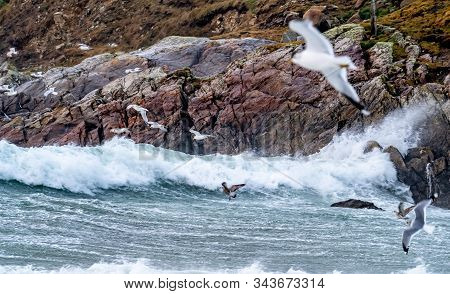 Huge Amount Of Seagulls Feeding At The Coast Of Maghery In County Donegal During The Storm- Ireland