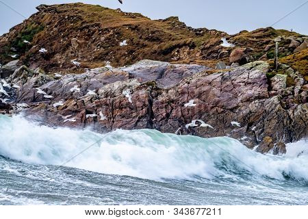 Huge Amount Of Seagulls Feeding At The Coast Of Maghery In County Donegal During The Storm- Ireland