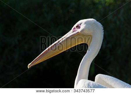 Photographs Of Birds, Wild Pelicans And Pelican Wildlife.