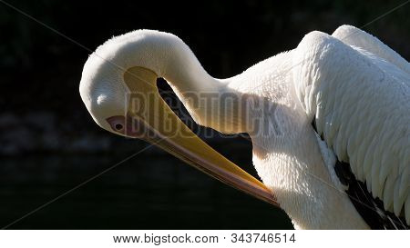 Photographs Of Birds, Wild Pelicans And Pelican Wildlife.