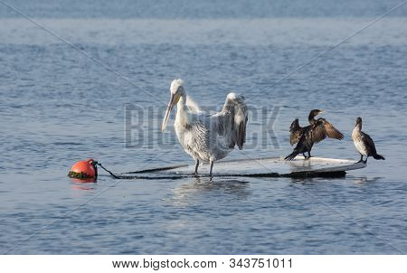 Photographs Of Birds, Wild Pelicans And Pelican Wildlife.