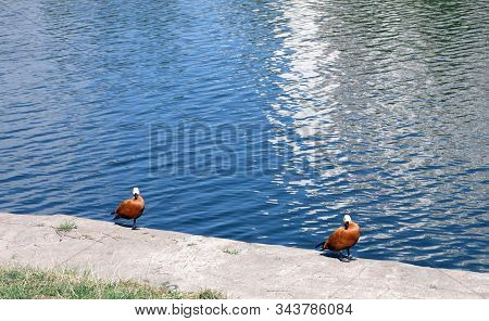 Two Roody Shelduck On Bank  At Dry Sunny Summer Day