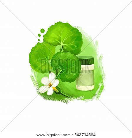 Brahmi - Indian Pennywort Ayurvedic Herb Digital Art Illustration. Healthy Organic Plant Widely Used