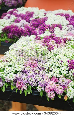 Alyssum Flowers. Alyssum In Sweet Colors. Alyssum In A Black Tray On Wood Table, In A Dense Groundin