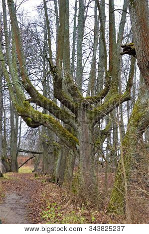 Trees Covered With Moss In The Estate Chernyshev
