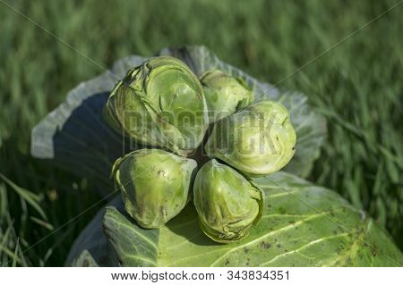 Conjoined Small Heads Of White Cabbage Close-up Lie On A Large Cabbage Head Against The Background O