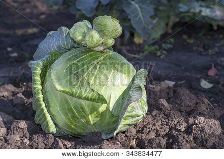 Conjoined Small Heads Of White Cabbage Close-up Lie On A Large Cabbage Head On The Ground.