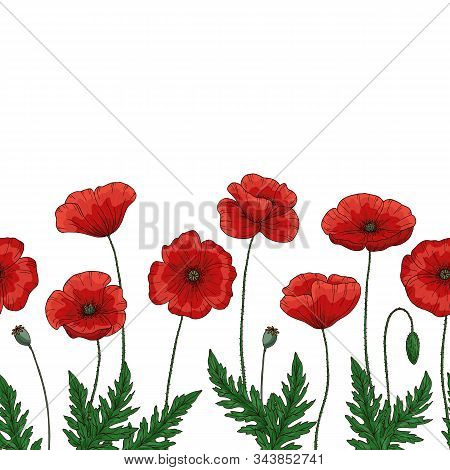 Saemless Border With Red Poppy Flowers. Papaver. Green Stems And Leaves. Hand Drawn Vector Illustrat