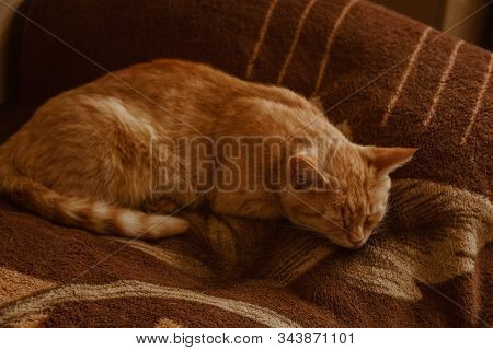 Cute Cat Sleeps At Home In Bed In The Sun. Rest, Relaxation, Rumbling. View From Above. Little Kitty