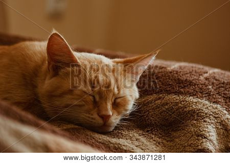 Cute Cat Sleeps At Home In Bed In The Sun. Rest, Relaxation, Rumbling. View From Above. Little Kitty