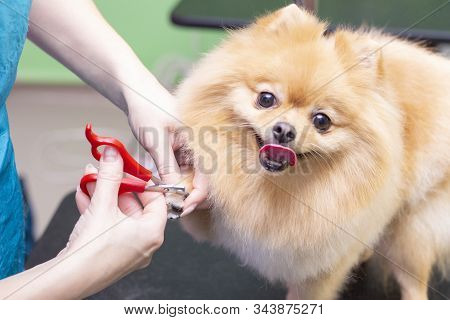 Dog Is Trimmed With Claws In The Pet Salon. Dog Close-up. Groomer Concept.