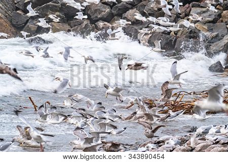 Huge Amount Of Seagulls Feeding At The Coast Of Maghery In County Donegal During The Storm- Ireland
