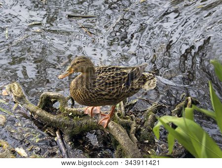 Natural Female Gadwall Duck (anas Strepera) Swimming In The Pond