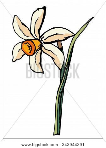 Vector Floral Illustration With Daffodil Flower Isolated On A White Background.