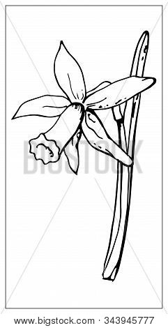 Vector Floral Illustration With A Silhouette Of Daffodil Flower.