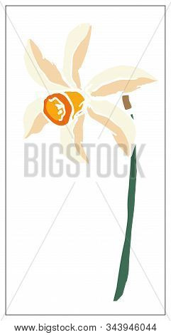 Vector Floral Illustration With Daffodil Flower Isolated On A White Background.