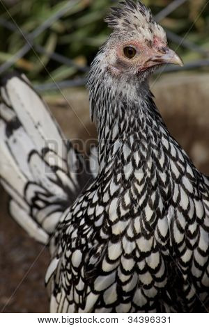 Pollo blanco y negro