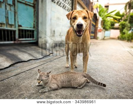 Cat And Dog Is A Friend On The Street