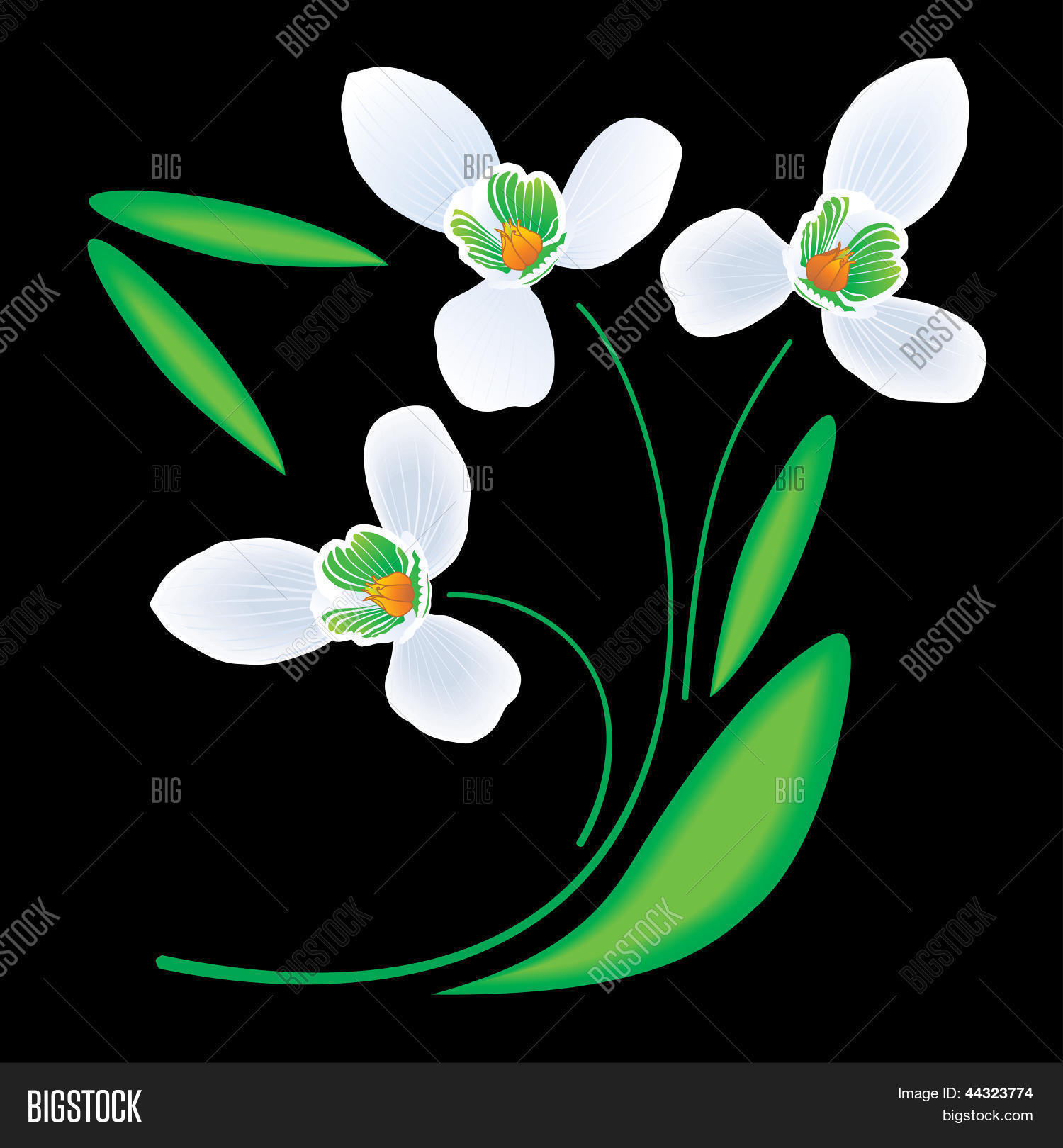 Image Preview