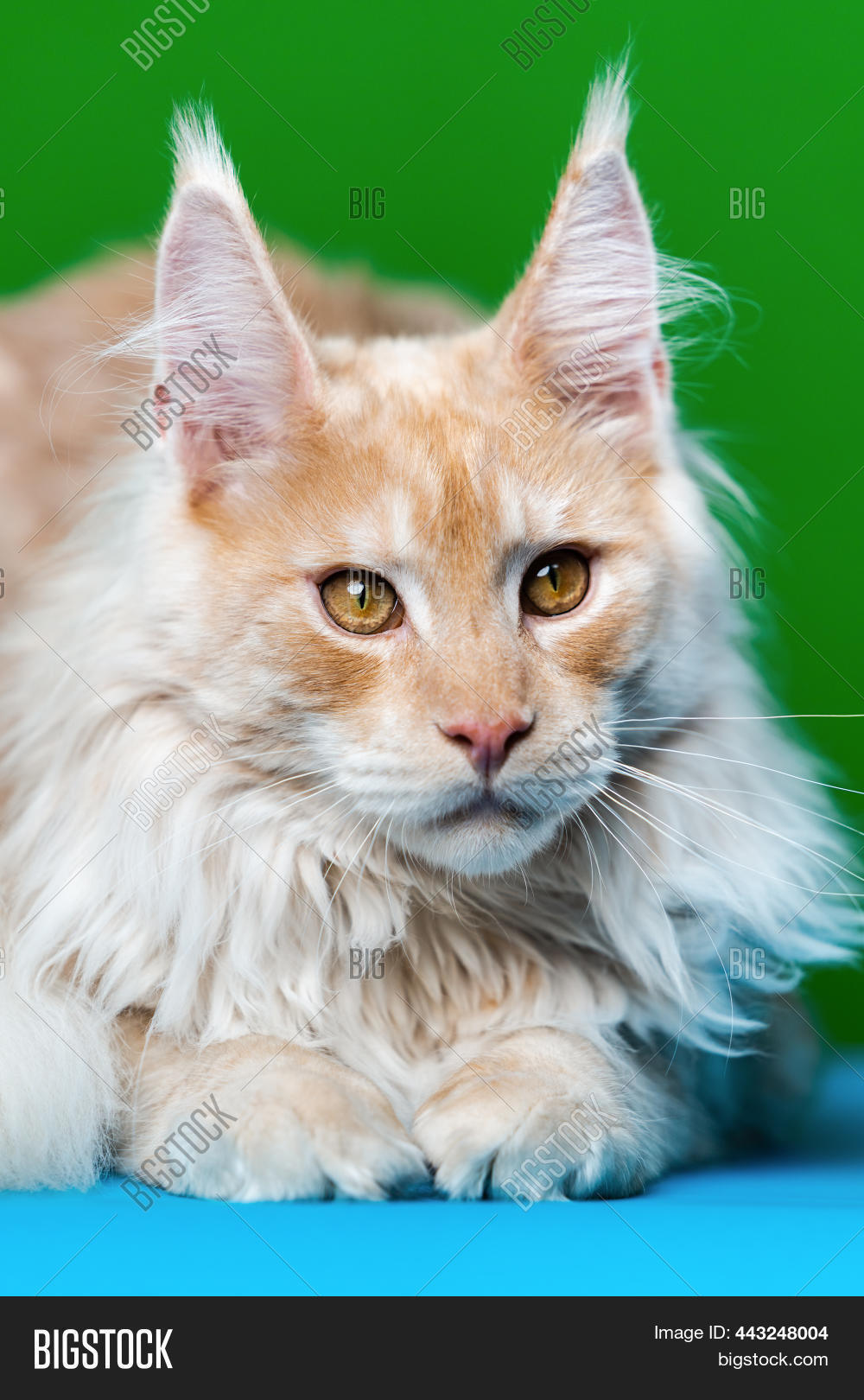 Red Tabby Maine Coon Image & Photo (Free Trial) | Bigstock