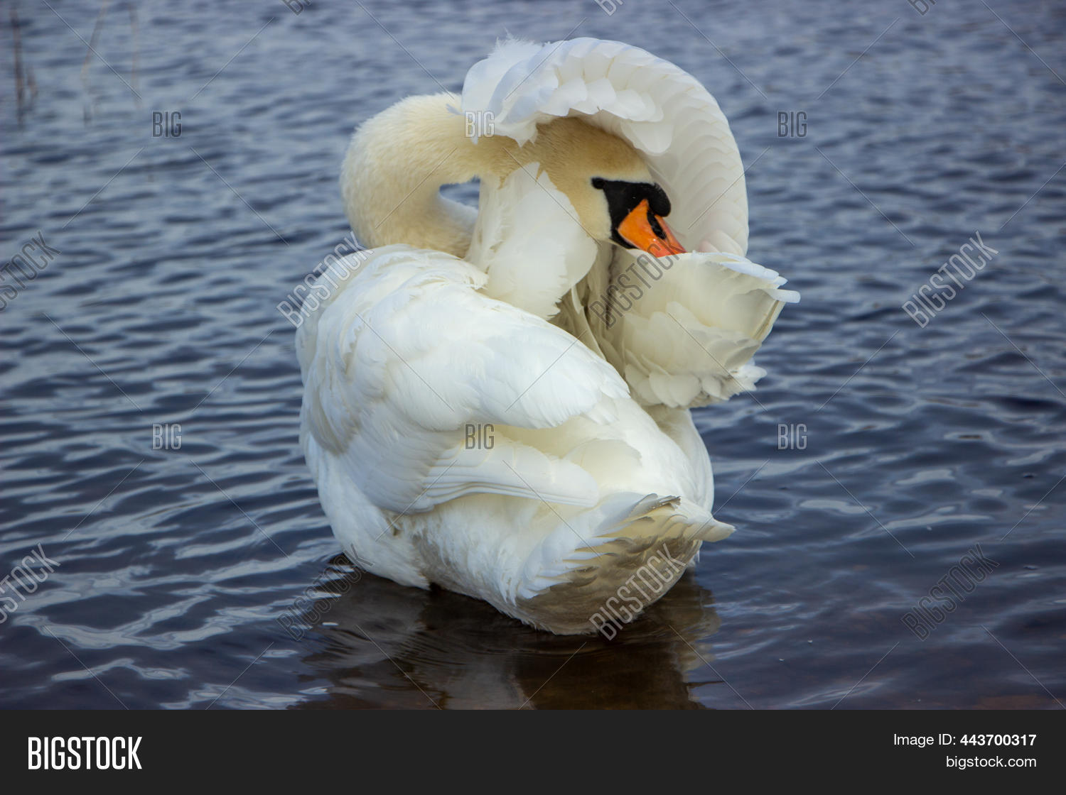 Image Preview