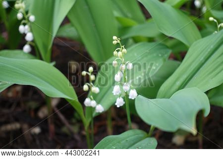 Buds And Flowers Of Lily Of The Valley In May