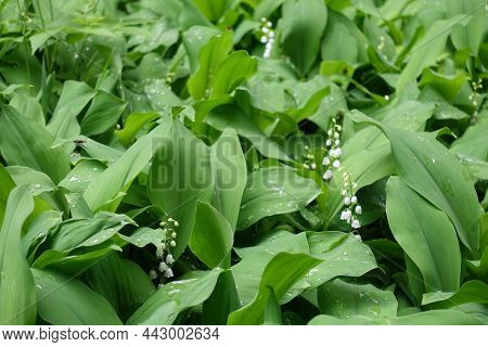 Drops Of Water On Flowering Lily Of The Valley In May