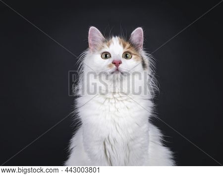 Head Shot Of Adorable Young Turkish Vanstraight To From Camera. Isolated On A Black Background.