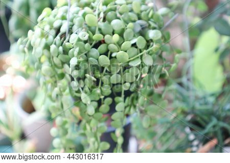 Dischidia Nummularia Variegata, Dischidia Plant In Blur Background