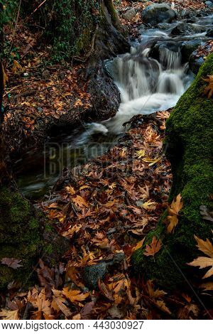 River Flowing With Maple Leaves On The Rocks On The Riverside In Autumn. Chantara Waterfall Troodos 
