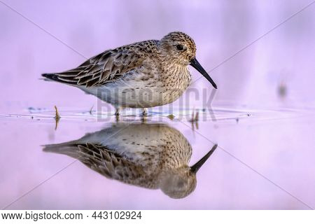 Dunlin (calidris Alpina) Is A Small Wader. Bird Wading In Shallow Water Of Wetland During Migration.