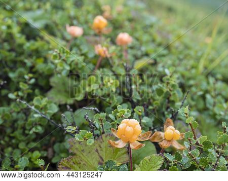 Close Up Of Ripe Orange Yellow Cloudberry, Rubus Chamaemorus. Macro Of Fresh Wild Northern Berry Gro