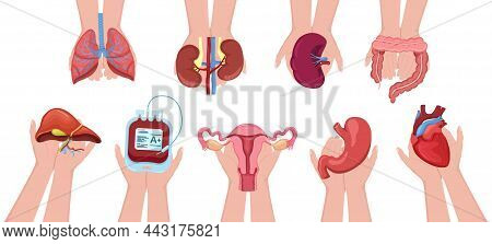Set Human Hands Holding Donation Organs And Blood For Transplantation. Charity, Volunteer, Health Ca