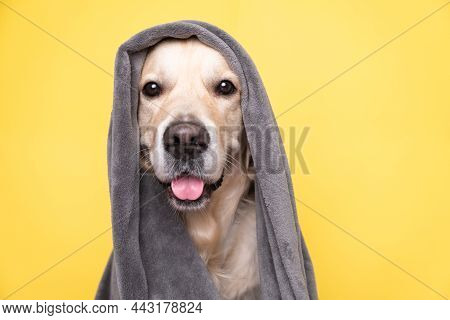 Happy Golden Retriever Dog Under A Gray Blanket Sits On A Yellow Background. In Cold Winter Weather,