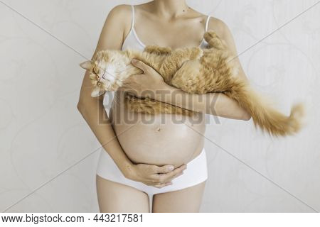 Pregnant Woman In White Underwear With Cute Ginger Cat. Woman Expecting A Baby. Risk Of Infection To