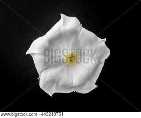 Delicate Flower On Black Background. Close Up.