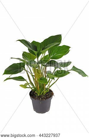 Tropical Houseplant With Botanic Name 'homalomena Rubescens Emerald Gem'  In Flower Pot On White Bac