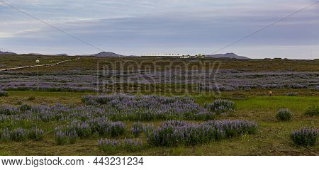 Field Of Lupine Flowers Field Near Reykjanesbær Iceland And We See Geothermal Tube.