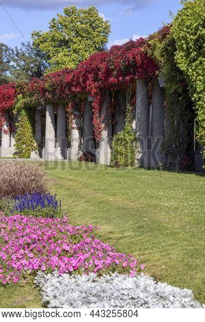 Pergola In Wroclaw On An Autumn Sunny Day, Colorful Leaves Of Virginia Creeper On A Background Of Bl