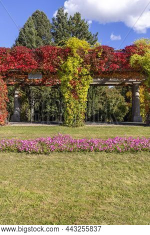 Pergola In Wroclaw On An Autumn Sunny Day, Colorful Leaves Of Virginia Creeper On A Background Of Bl