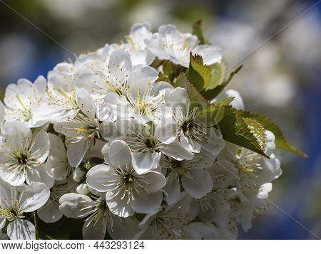 Close-up Of A Cherry Blossom On A Blue Sky Background. A Dreamy Cherry Blossoms Like A Bride's Dress