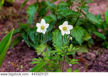 Fresh White Snowdrop Wood Anemone (anemonastrum Biarmiense) Flowers On Green Leaves Background In Th