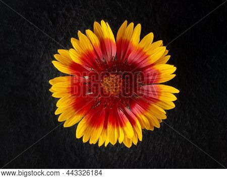 Top View Of A Flower On A Black Background. For Design. Nature.