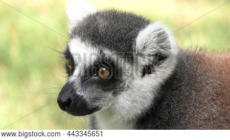 Face Of A Strepsirrhine Primate Ring-tailed Lemur Of Madagascar. Lemur Catta Species Endemic To The 