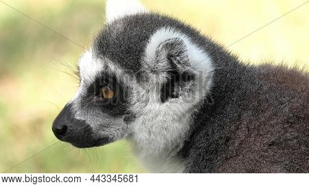Face Of A Strepsirrhine Primate Ring-tailed Lemur Of Madagascar. Lemur Catta Species Endemic To The 