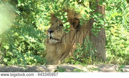 Close Up Of A Head Of Male Lion In The Forest. Panthera Leo In Natural Habitat. The Lion Is Part Of 