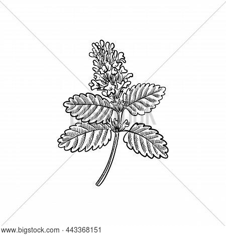 Vector Drawing Plant Of Lemon Balm, Melissa Officinalis, Wild Marjoram Isolated At White Background,