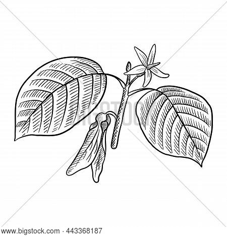 Vector Drawing Branch Of Dipterocarpus Isolated At White Background, Hand Drawn Illustration
