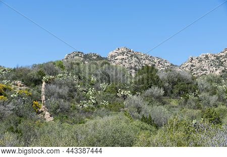 Landscape With Rocks And Flowers And Plants Like Cactus On The Italian Island Sardinia Also Called S